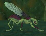 Race apopheli
