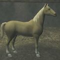 Race horse.jpg