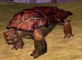 Race turtle.jpg