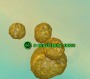 A mudstone ooze