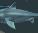 A frenzied sleeper shark