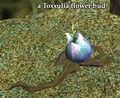 A Toxxulia flower bud.png
