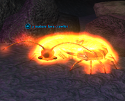 A mature lava crawler