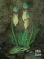 A pitcher plant (Enchanted Naiad Grotto).png