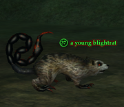 A young blightrat