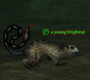 A young blightrat
