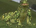 Race lizard.jpg