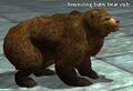 Bouncing baby bear cub.jpg