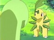 EP263 Meganium de Casey junto al Bayleef de Ash.jpg