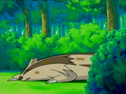 EP474 Linoone herido.png