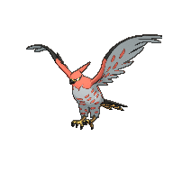 Talonflame_XY.gif