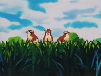 pidgey huntr pidgey huntr