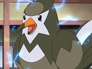 EP537 Staravia afectado por pájaro osado.png