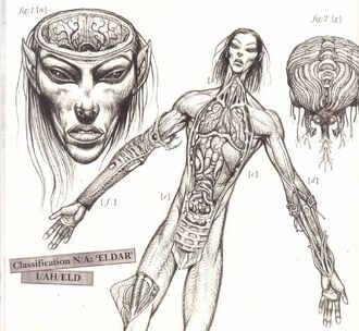 Eldar disección wikihammer.jpg