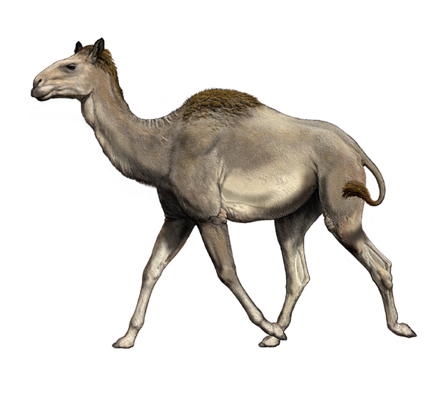 Titanotylopus | Dinosaur Wiki | FANDOM powered by Wikia