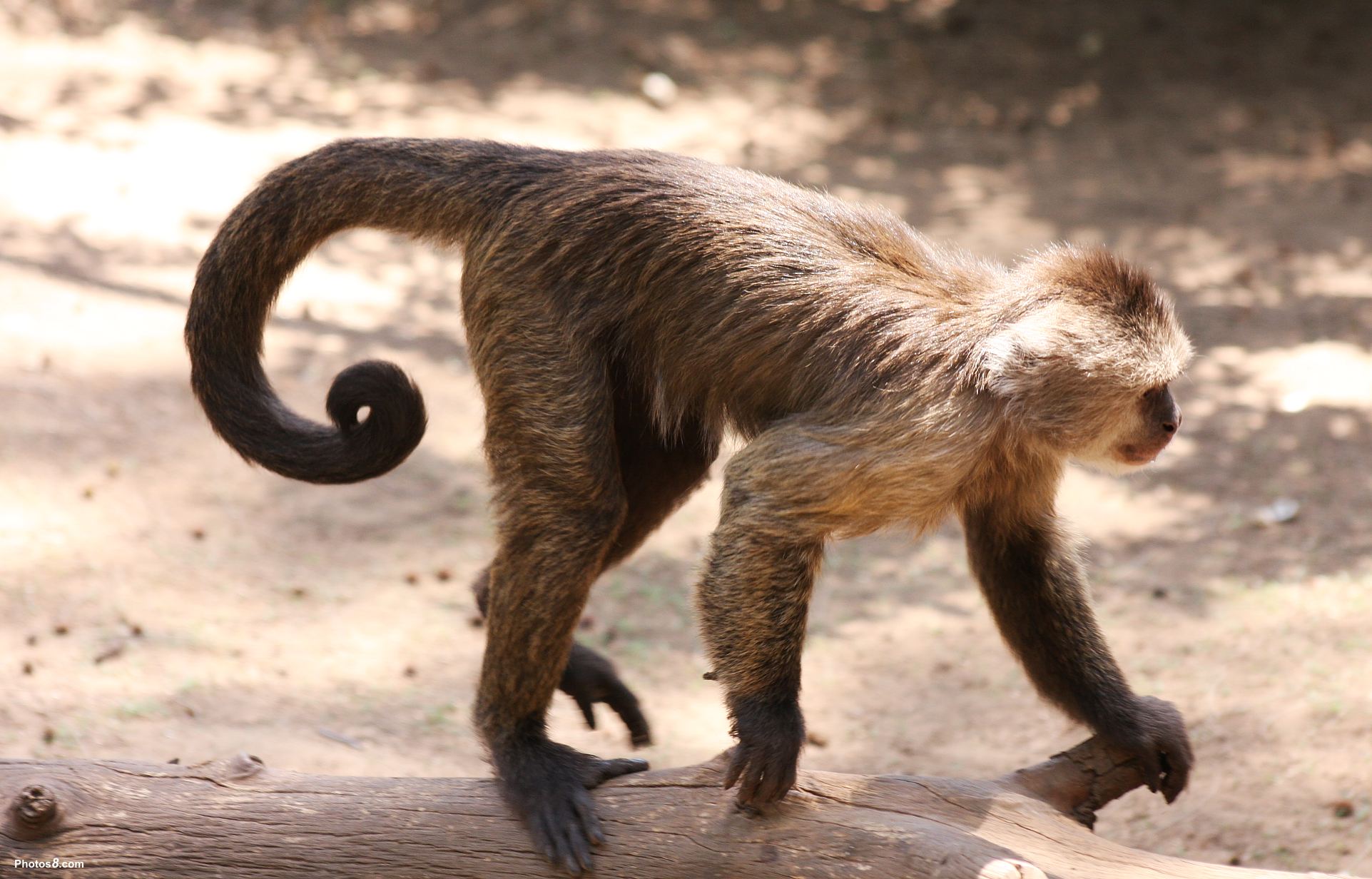 monkey-tail-facial-hair-wiki-fandom-powered-by-wikia