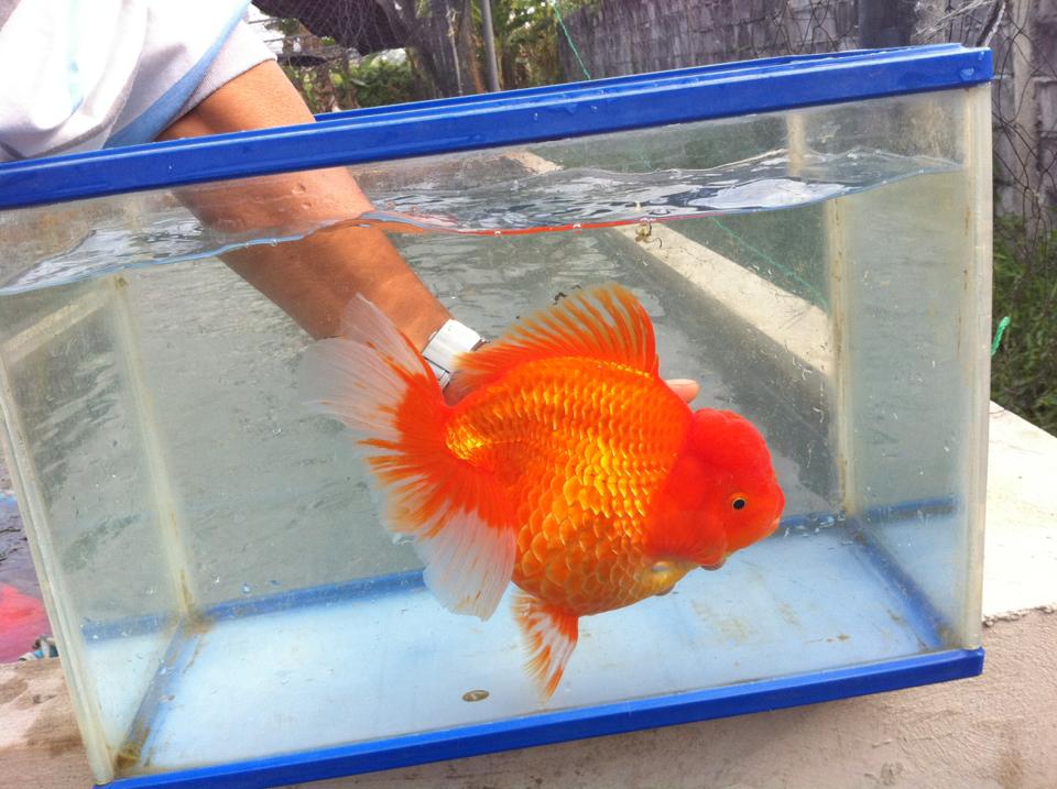 fancy goldfish aquarium fancy goldfish aquarium