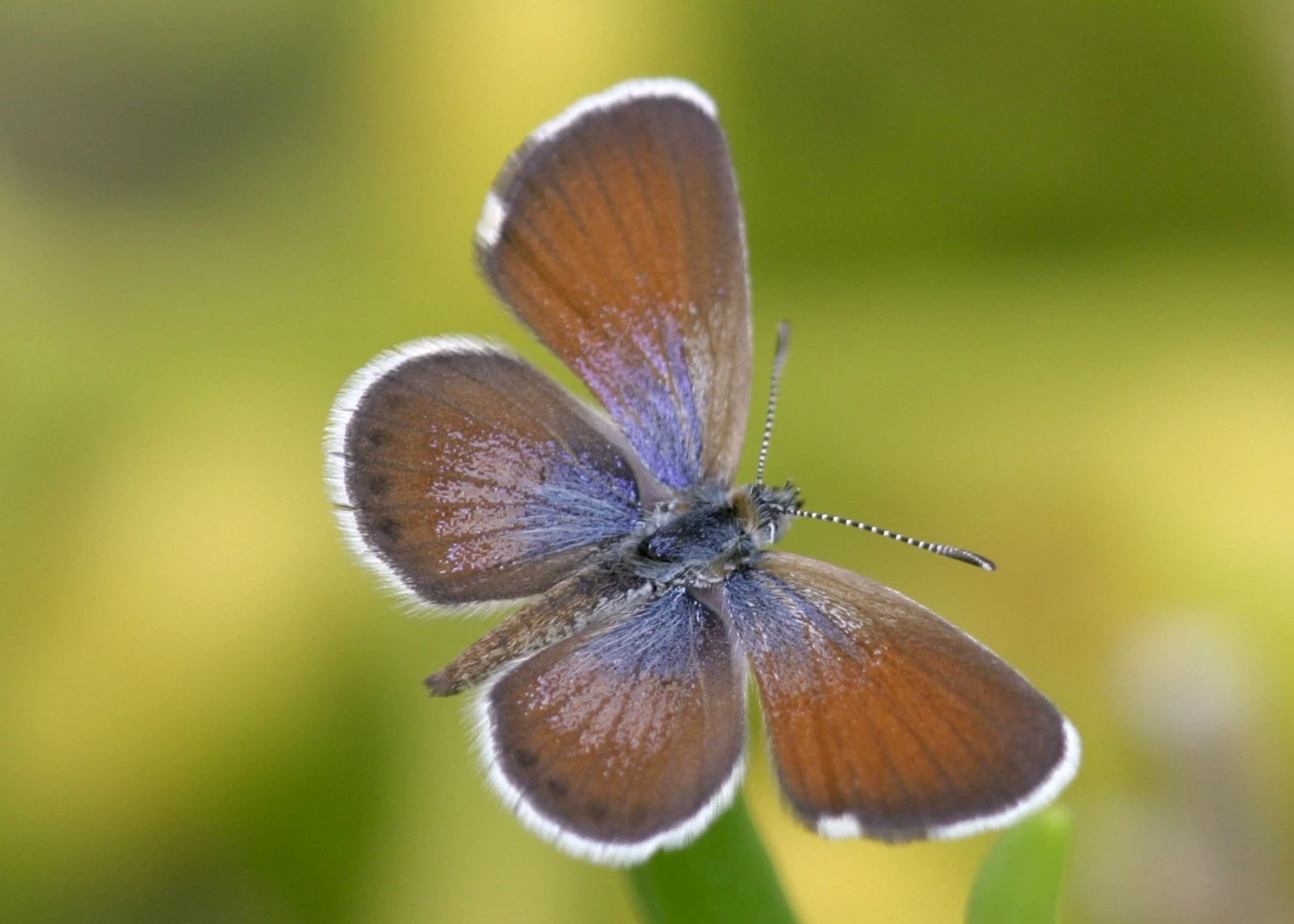 Brephidium Exilis Fauna And Flora Wiki Fandom Powered By Wikia