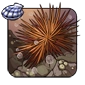 Pincushion_Urchin.png