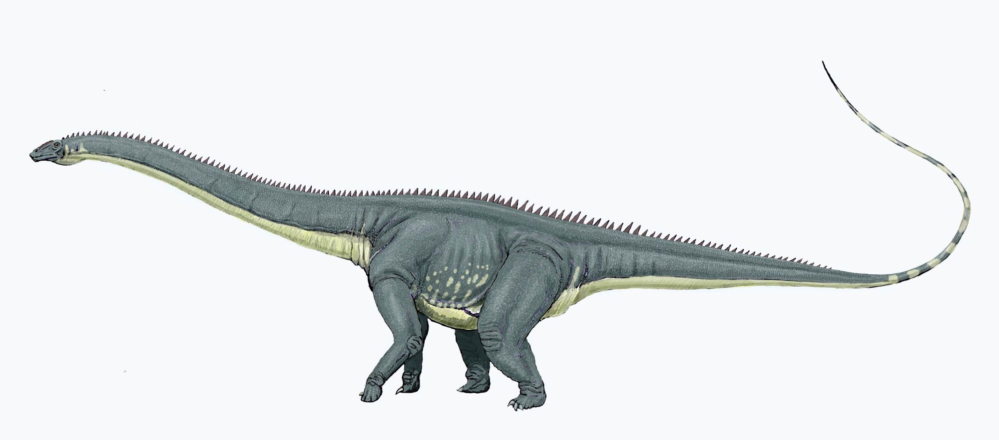 supersaurus fossil