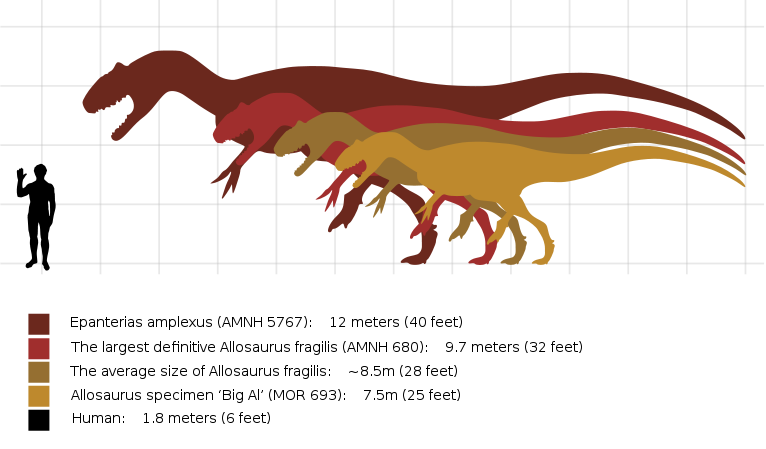 allosaurus fossil