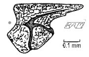 Elegestolepis1