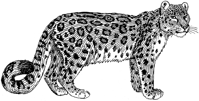 File:Snow Leopard (PSF).png