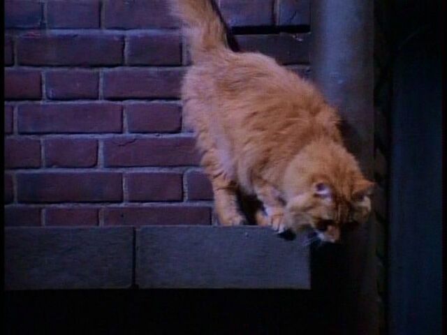 File:Paulo's Cat.jpg