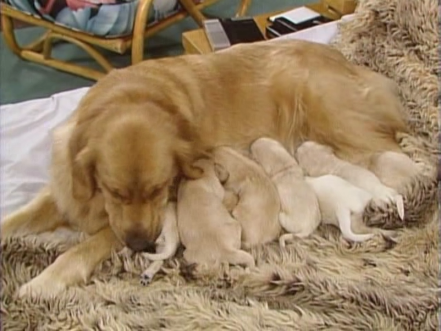 category full animal video category full animal video
