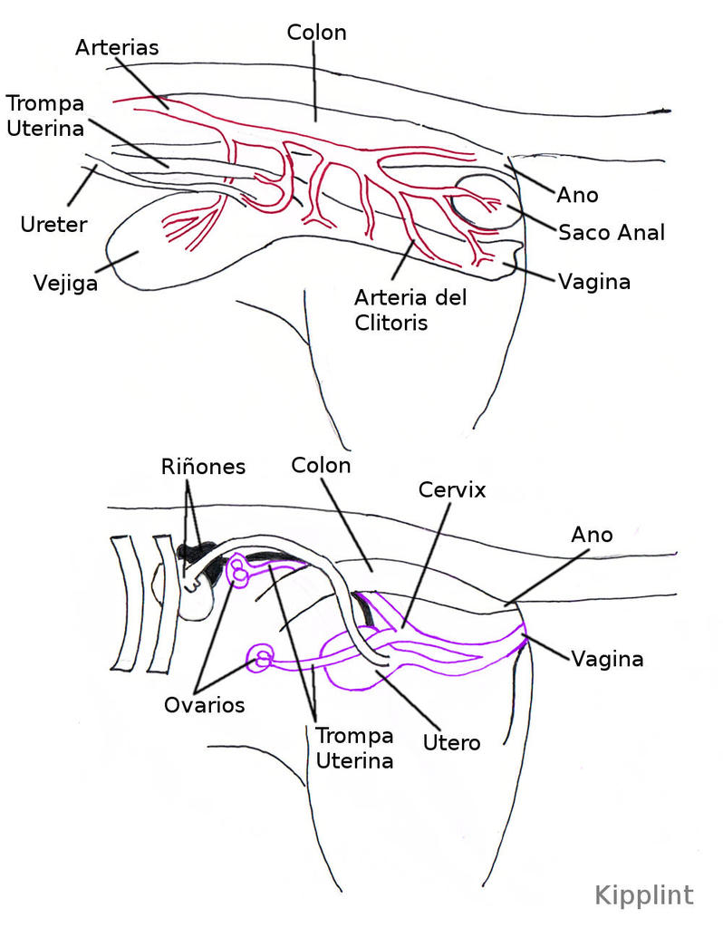 vestibulo anatomia femenina archivo lateralhembracomb jpg wiki furopedia fandom vestibulo anatomia femenina archivo lateralhembracomb jpg wiki furopedia fandom