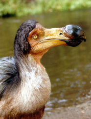 Dodo bird