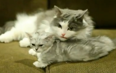 Arin S Cat Mimi Arin S Cat Mimi