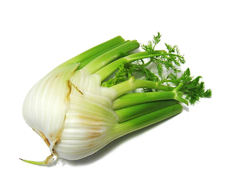 Florence fennel WikiGardener Fandom powered by Wikia