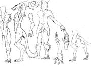 Sergalanatomy