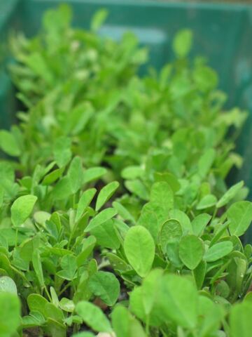 File:Plante.jpg