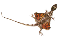 Летучий дракон (Draco volans).png