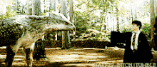 Buckbeak Harry.gif