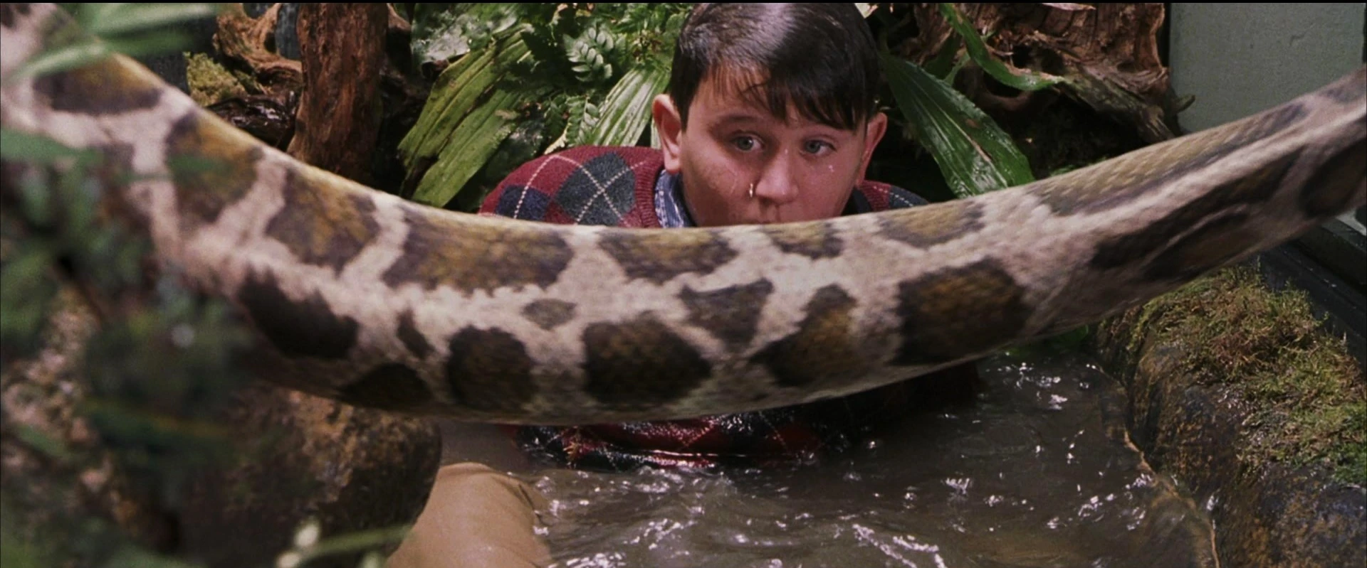 Image Harrypotter1Dudley snake.jpg Harry Potter Wiki FANDOM