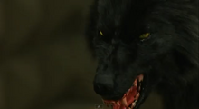wikia peter hemlock grove