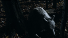 grove hemlock wikia wiki