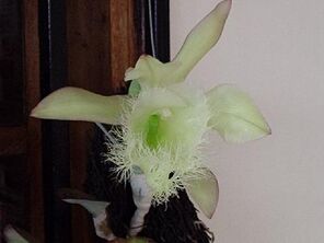 Brassavola digbiana.jpg