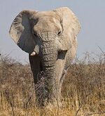 Elefant