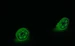 TwinductionDHP72Glow