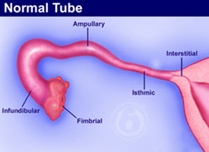 A well labelled diagram of the fallopian tube a well labelled diagram of inside the human heart a well labelled diagram of the fallopian tube a well labelled diagram of inside the human heart