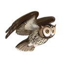 Eule