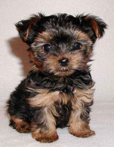 File:Yorkiepup.jpg