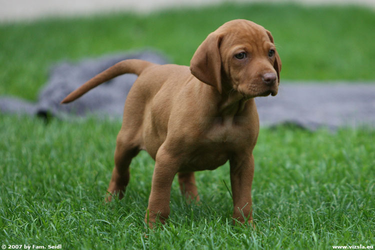 Vizsla Dog Breed Pictures Vizsla Dog Breed Pictures