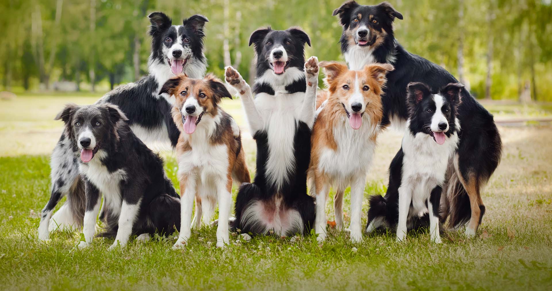 Border Collie | Hundepedia | Fandom powered by Wikia
