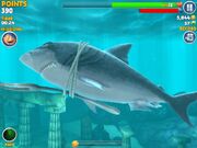 Crabfork megalodon