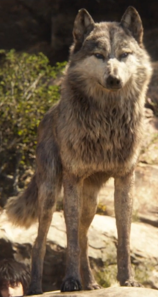 Image - Jungle Book 2016 Akela.png : Idea Wiki : Fandom ...
